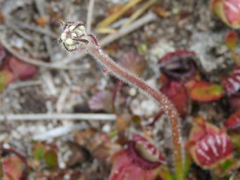 341_cephalotus_follicularis_flower_bud_img_0060c.jpg