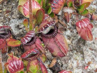 341_cephalotus_follicularis_img_0059.jpg