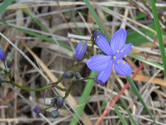 341_chamaescilla_versicolor_wh_img_2753c.jpg