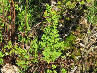 341_cheilanthes_austrotenuifolia_rock_fern_merredin_rock_img_9242.jpg