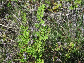 341_cheilanthes_austrotenuifolia_rock_fern_totadgin__img_9685.jpg