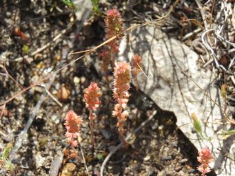 341_crassula_colorata_var_colorata_img_4940.jpg