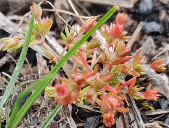 341_crassula_decumbens.jpg