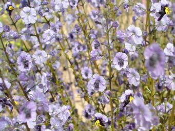 341_cyanostegia_microphylla_flowers_dsc04893c.jpg