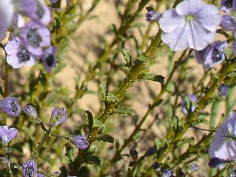 341_cyanostegia_microphylla_foliage_dsc04893c.jpg