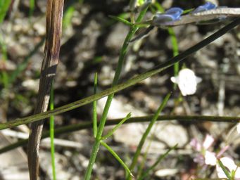 341_cyanothamnus_defoliatus_foliage_img_5871c.jpg