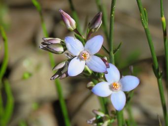 341_cyanothamnus_maybe_defoliatus_img_5934cca.jpg