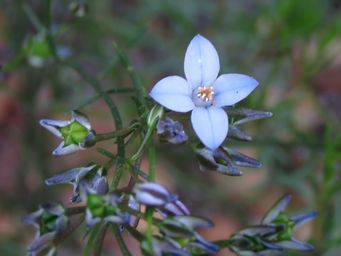 341_cyanothamnus_maybe_defoliatus_img_9323c.jpg