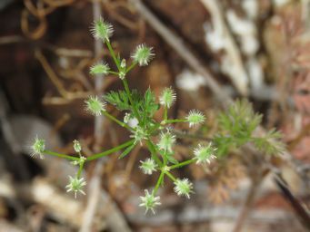 341_daucus_glochidiatus_burrs_img_2218c.jpg