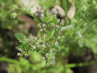 341_daucus_glochidiatus_img_8887c.jpg