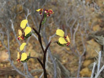 341_diuris_brachyscapa_kon_img_2867.jpg