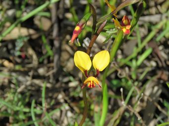 341_diuris_brachyscapa_sk_img_8396.jpg