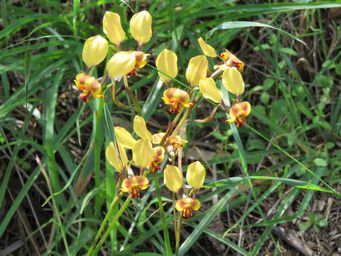 341_diuris_refracta_img_2176c.jpg