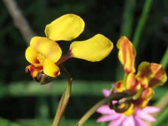 341_diuris_refracta_img_2179c.jpg