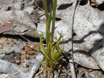 341_diuris_setacea_foliage_img_4235c.jpg