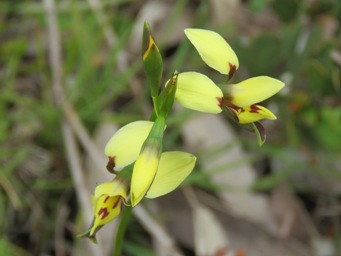 341_diuris_setacea_img_3912c.jpg