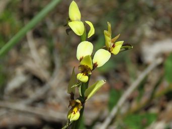 341_diuris_setacea_img_4275.jpg