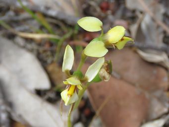 341_diuris_setacea_img_7774c.jpg