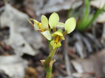 341_diuris_setacea_img_7780c.jpg