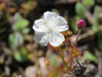 341_drosera_andersoniana_drosera_img_9762c.jpg