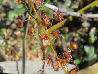 341_drosera_andersoniana_img_9758c.jpg