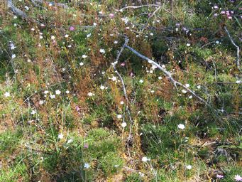 341_drosera_andersoniana_img_9765c.jpg