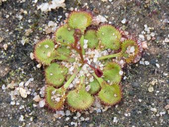 341_drosera_andersoniana_sk_img_8289c.jpg