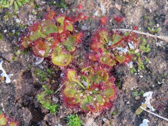 341_drosera_andersoniana_sk_img_8402c.jpg