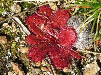 341_drosera_bulbosa_kr_img_9365c.jpg