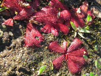 341_drosera_bulbosa_m_img_9208c.jpg