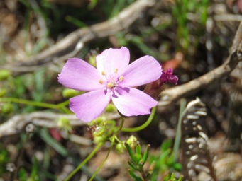 341_drosera_dummondii_img_6936c.jpg