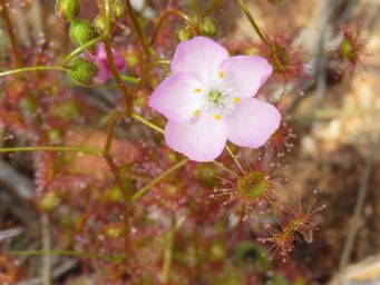 341_drosera_eremaea_img_2487ca.jpg