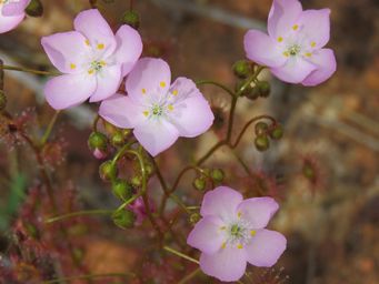 341_drosera_eremaea_img_2489.jpg