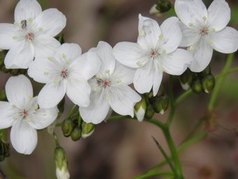 341_drosera_pallida_img_0264.jpg