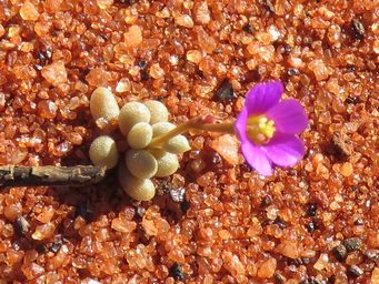 341_tiny_calandrinia_img_0775cc.jpg