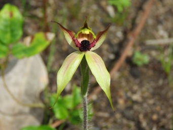 341xcaladenia_macrostylis_img_5643c.jpg