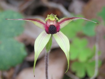 341xcaladenia_macrostylis_leaping_spider_img_5137c.jpg