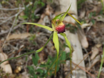 341xcaladenia_pectinata_img_7108c.jpg