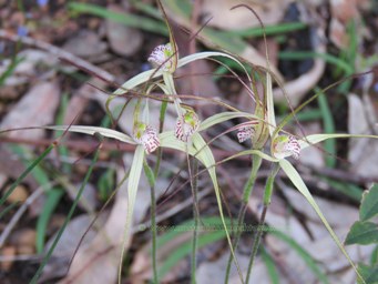 341xcaladenia_validinervia__img_4293a.jpg