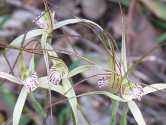 341xcaladenia_validinervia_img_4292cc.jpg