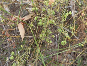 341xcassytha_seed_pods_dscf9572c.jpg