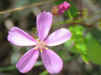 341xpink_drosera_drummondii_img_7820cc.jpg