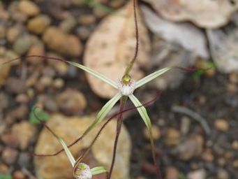 341xspider_pale_labellum_img_4784.jpg