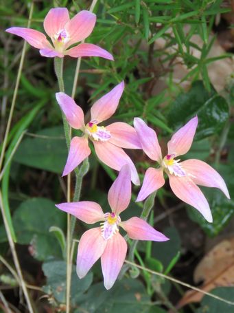 455_caladenia_reptans_x_flava_img_5559c.jpg