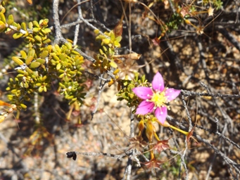 calytrix_brevilofiai_k__dscf0116.jpg