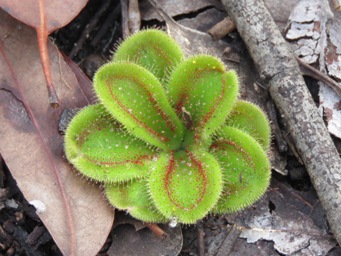 drosera_collina_img_2342c.jpg