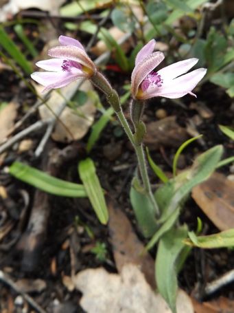 tn_caladenia_nana__pale_pink_fan_dscf9729c.jpg