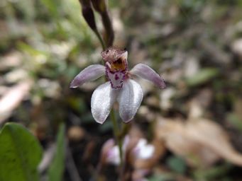 tn_caladenia_nana__white_pink_fan_dscf9724.jpg