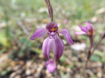 tn_caladenia_nana_pink_fan_dscf9739.jpg