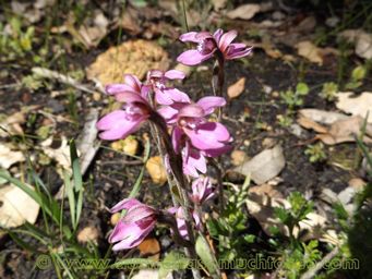 tn_caladenia_nana_pink_fans_dscf0436c.jpg